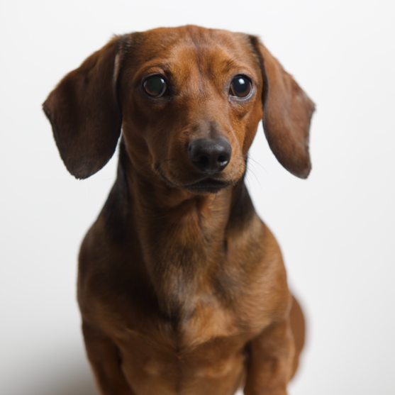 chocolate dachshund in a white background